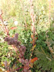 Chenopodium betaceum
