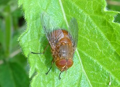 Calliphora ochracea
