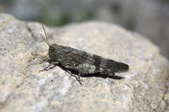 Oedipoda germanica
