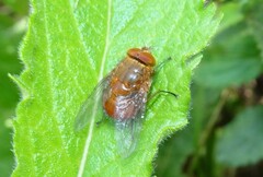 Calliphora ochracea