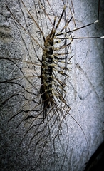 Scutigeridae