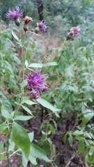 Centaurea phrygia