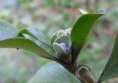 Prostanthera rotundifolia
