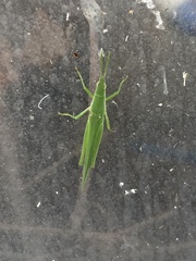 Atractomorpha sinensis