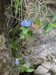 Commelina auriculata