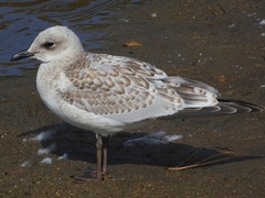 Ichthyaetus melanocephalus