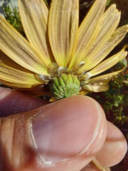 Ursinia