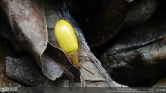 Cistelomorpha nigripilis