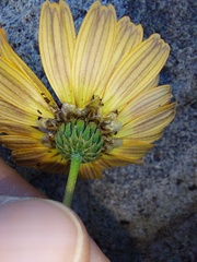 Ursinia