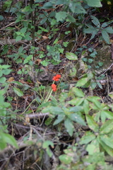 Arum italicum