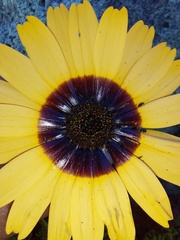 Ursinia