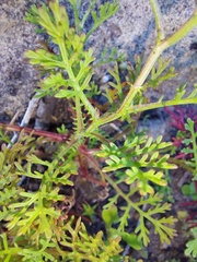 Ursinia