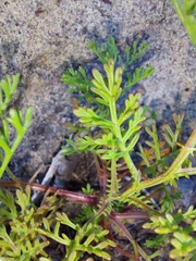 Ursinia