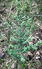 Prostanthera rotundifolia