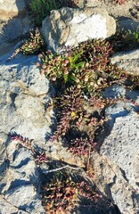 Cheiridopsis rostrata