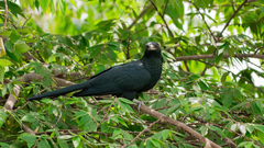 Eudynamys scolopaceus