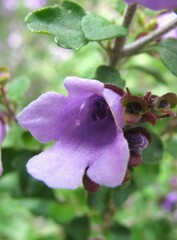 Prostanthera rotundifolia