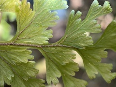 Hymenophyllum scabrum