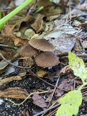 Verrucosporaceae