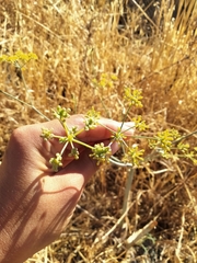 Foeniculum vulgare
