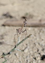 Empusa pennata