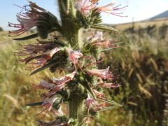 Echium glomeratum
