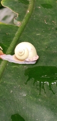 Gastropoda