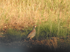 Alectoris chukar