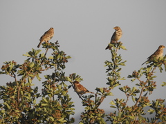 Emberiza calandra