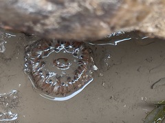 Urticina felina