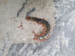 Scolopendra mutilans