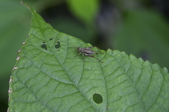 Svistella bifasciata