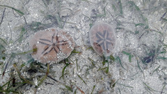 Jacksonaster depressum