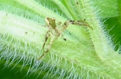 Sidymella rubrosignata