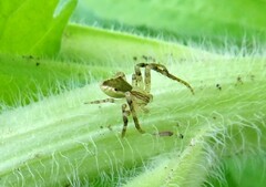 Sidymella rubrosignata