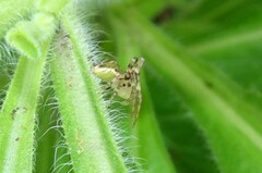 Sidymella rubrosignata
