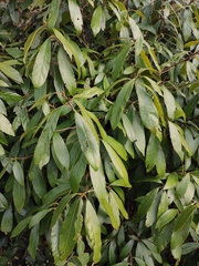 Machilus