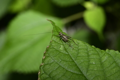 Svistella bifasciata
