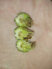 Andricus foecundatrix