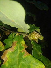 Andricus foecundatrix