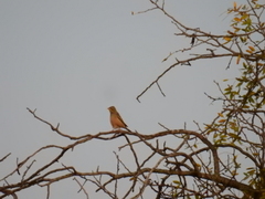 Emberiza hortulana