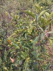 Photinia parvifolia