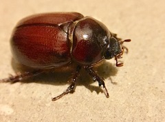 Oxygrylius ruginasus