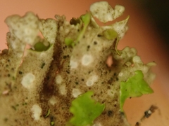 Sticta sublimbata