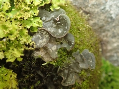 Sticta sublimbata