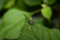 Svistella bifasciata