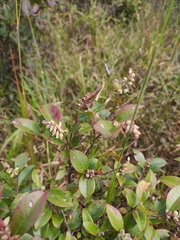 Vaccinium bracteatum