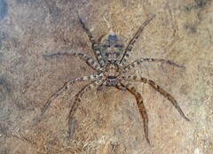 Heteropoda procera