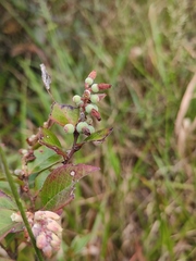 Vaccinium bracteatum