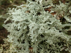 Sphaerophorus stereocauloides